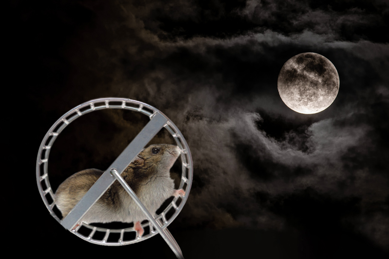 Cerveaui qui réfléchit trop la nuit, hamster dans sa roue